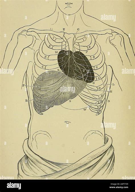 Cardiac apex hi-res stock photography and images - Alamy