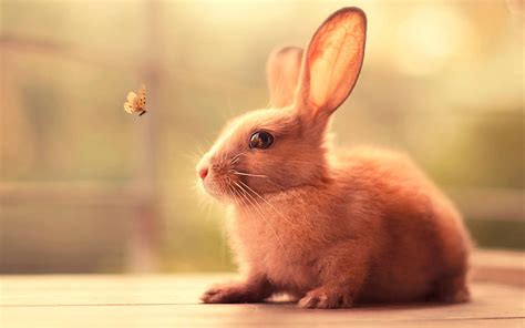 [100+] Cute Bunny Wallpapers | Wallpapers.com