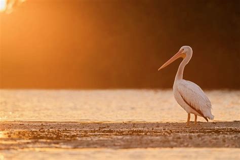 Pelican Sunset.. | Pelican, Bird species, Sunset