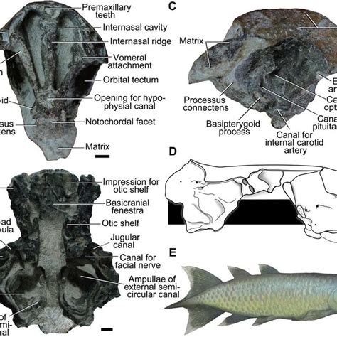 (PDF) A Devonian predatory fish provides insights into the early evolution of modern sarcopterygians