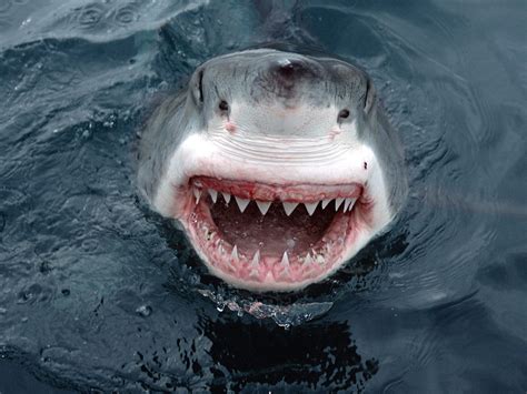 Great White Shark | Wildlife | The Wildlife