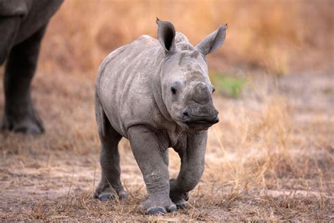 Baby Rhino Facts: Africa's Heart-Warming Herbivores