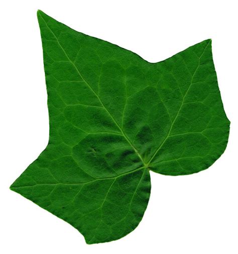 Free stock photos - Rgbstock - Free stock images | Ivy Leaf 2 | ba1969 | April - 25 - 2012 (26)