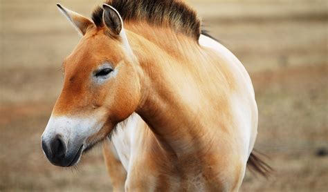 Przewalskis horse facts, distribution & population | BioDB