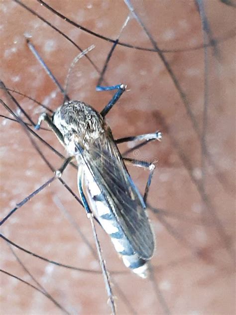 Mosquito wings stock photo. Image of bloodsucker, mosquitoe - 28335792