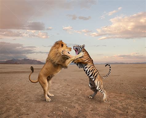 Lion Vs Tiger Fight