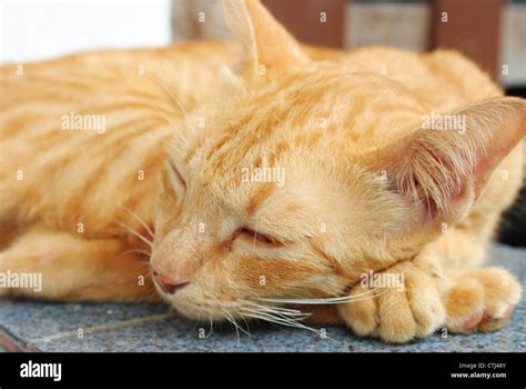 sleeping yellow cat Stock Photo - Alamy