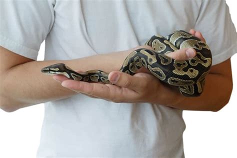 Ball Python Size: How Big do Ball Pythons Get?