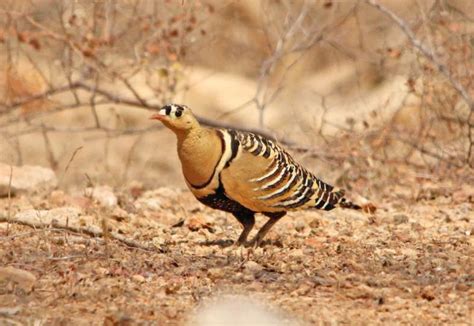 A Top 13 Of The Most Breathtaking South African Birds. - Sharing My ...