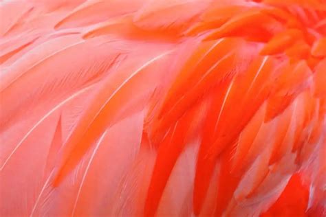 Flamingos In Florida: 10 Enchanting Places To Discover These Beautiful Pink-Feathered Beauties ...