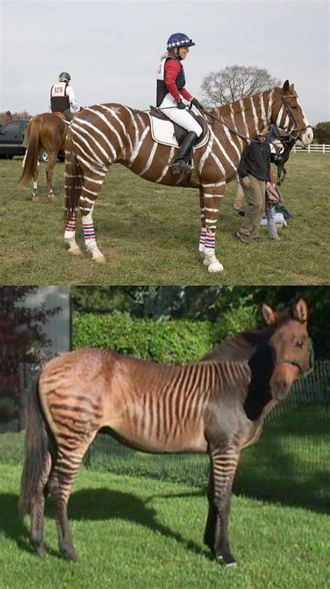 Zorse: A "ZORSE" is the offspring of a zebra and a horse; strictly a male zebra and a female ...