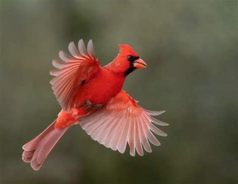 Birds That Symbolize Death: The Dark Side Of The Winged World