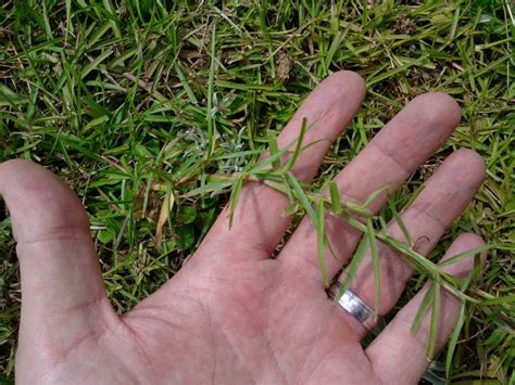 Centipede Grass: Types, Planting, Care and Maintenance