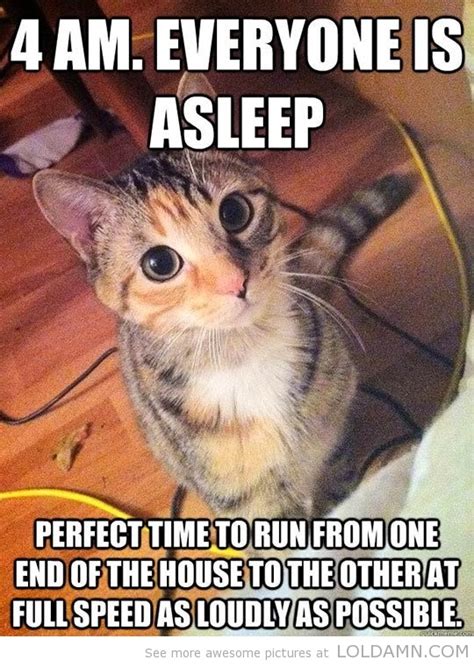 Everyone is a Sleep Funny Cat Quotes |Cat Pictures