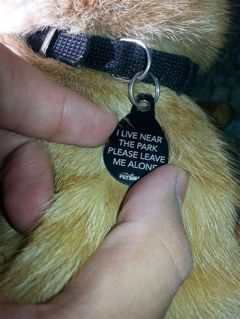 44 Hilarious Collar Tags For Pets Who Tend To Get Lost | Bored Panda