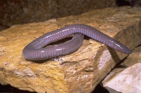 Caecilian ~ Everything You Need to Know with Photos | Videos