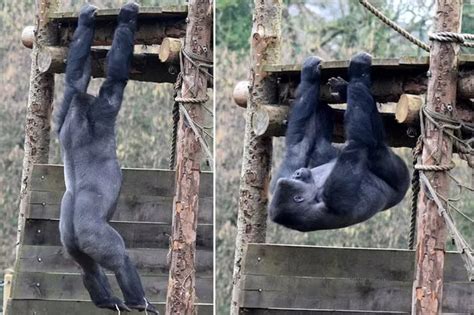 That's bananas! Gorilla performs workout that would put gym bunnies to shame - Irish Mirror Online