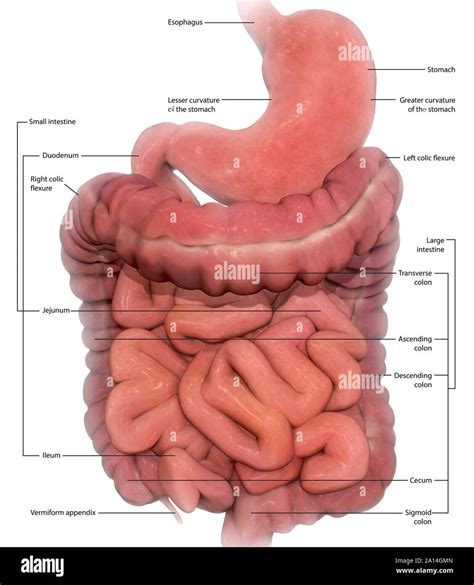 List 103+ Wallpaper Labeled Pictures Of The Digestive System Stunning ...