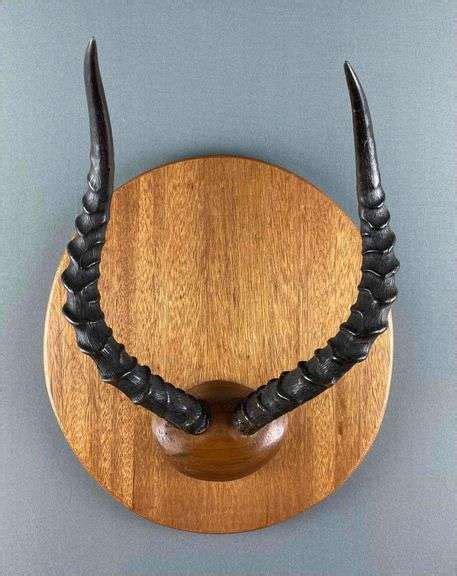 Mounted Impala Antlers - Matthew Bullock Auctioneers