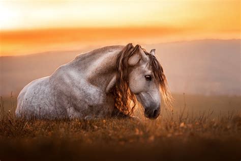 Horse HD Photography Wallpaper, HD Animals 4K Wallpapers, Images and Background - Wallpapers Den