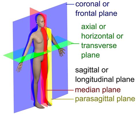 Human anatomy planes, labeled - Anatomical terms of location - Wikipedia | Human anatomy and ...