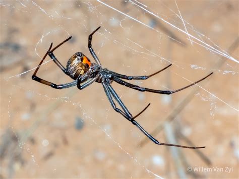 Brown Button Spider (Latrodectus geometricus) from the Western Cape, South Africa. Venomous ...