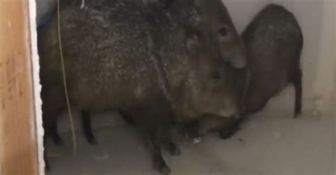 RESCUE! Javelina found on 4th floor of townhouse