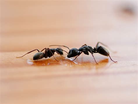 Little Black Ants: Get Rid of Little Ants in Your House