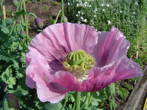 Opium Poppy Flowers (Papaver somniferum) - Opiate Addiction & Treatment Resource