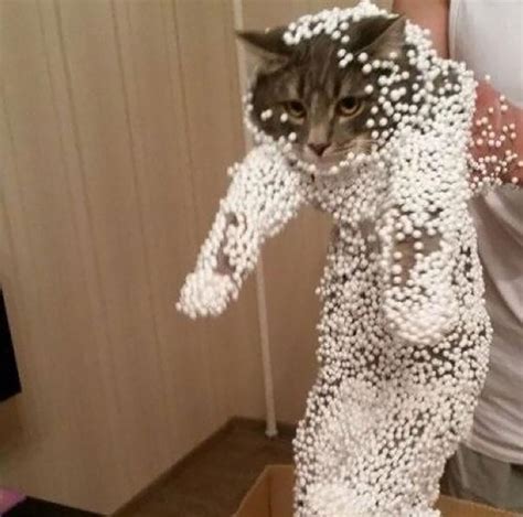 161 Cats Who Immediately Regretted Their Poor Life Choices | Bored Panda