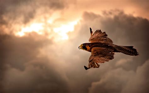 1920x1080 resolution | Bird, Hawk, Sky, Clouds HD wallpaper | Wallpaper ...