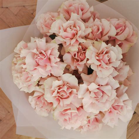 Pale Pink Roses - Grandirosa