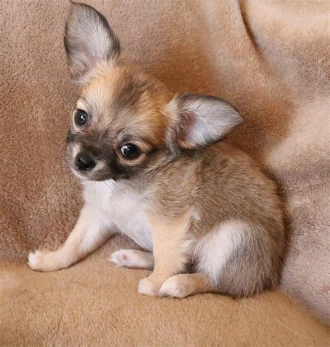 Chihuahua Puppies