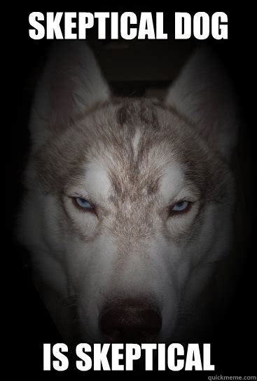 skeptical dog is skeptical - Skeptical Husky - quickmeme