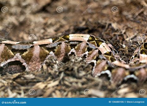 Close up of a Gaboon Viper stock photo. Image of snake - 136680106