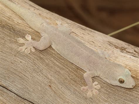 Researchers discover six new gecko species | Mirage News