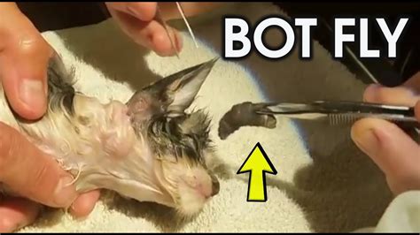 POOR KITTEN HAS BOTFLY LARVAE - REMOVED !!! - YouTube