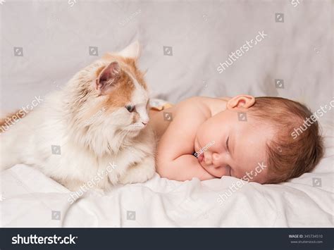 Baby Cat Sleeping Together Stock Photo 345734510 | Shutterstock