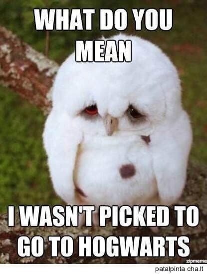 29 Funny Owl Memes That Are So Funny They're Actually a Hoot