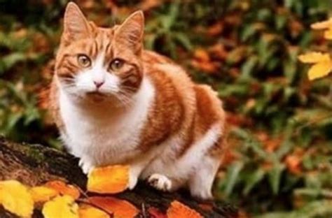 Top 50 Autumn Cat Names To Name Your New Feline Friend