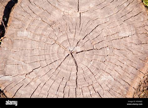 Photo of light brown texture stem tree Stock Photo - Alamy