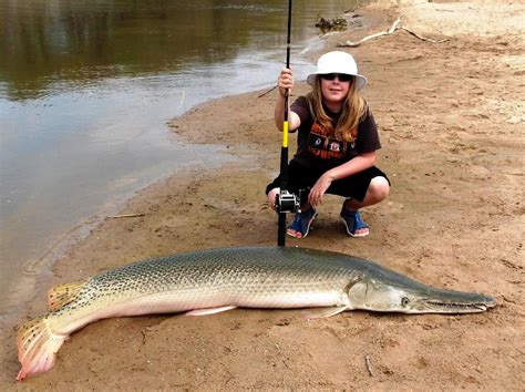 Spotted Gar Alligator Gar Teeth / The main two gar species in florida are the florida gar and ...