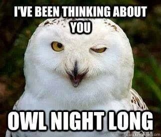 29 Funny Owl Memes That Are So Funny They're Actually a Hoot