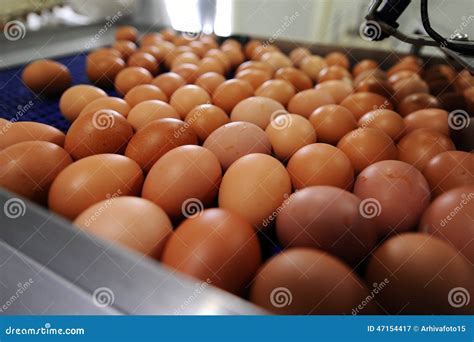 Eggs stock image. Image of agriculture, processing, technology - 47154417