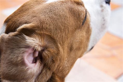 Dog Ear Infections in Boston, MA: 6 Signs to Watch for | Boston ...