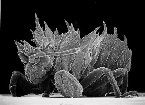 Insect Photography with Electron Microscope9 – Fubiz Media