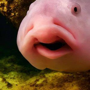 Blobfish - A-Z Animals