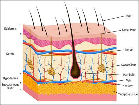 Some curiosities about the skin - Periérgeia