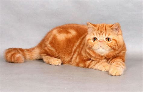 Persian Exotic Shorthair Persian Garfield Cat - Pets Lovers