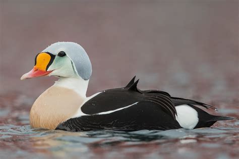 The Deskbound Birder: Norway Birding - 21st March (Day 3 of 6)